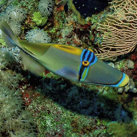 Enosis Apartments - Alia Beach House *