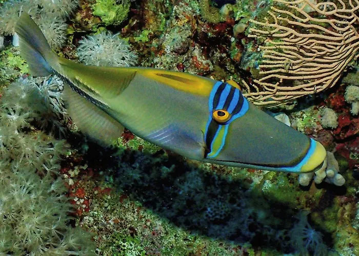 Enosis - Alia House *